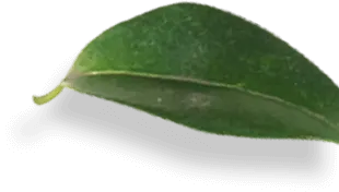 best spa in vizag